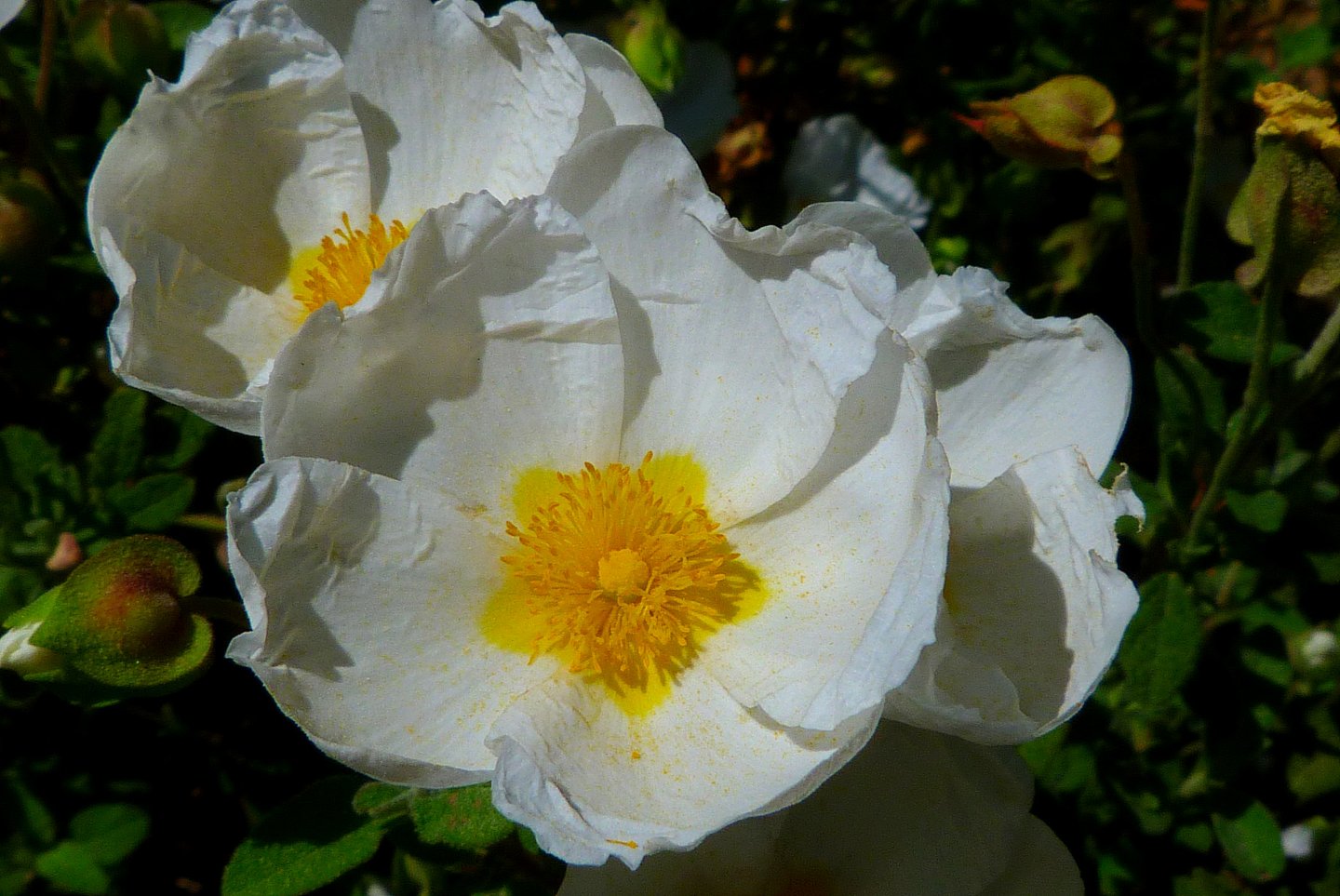 Fonds d'cran Nature Fleurs Ciste a feuilles de sauge 