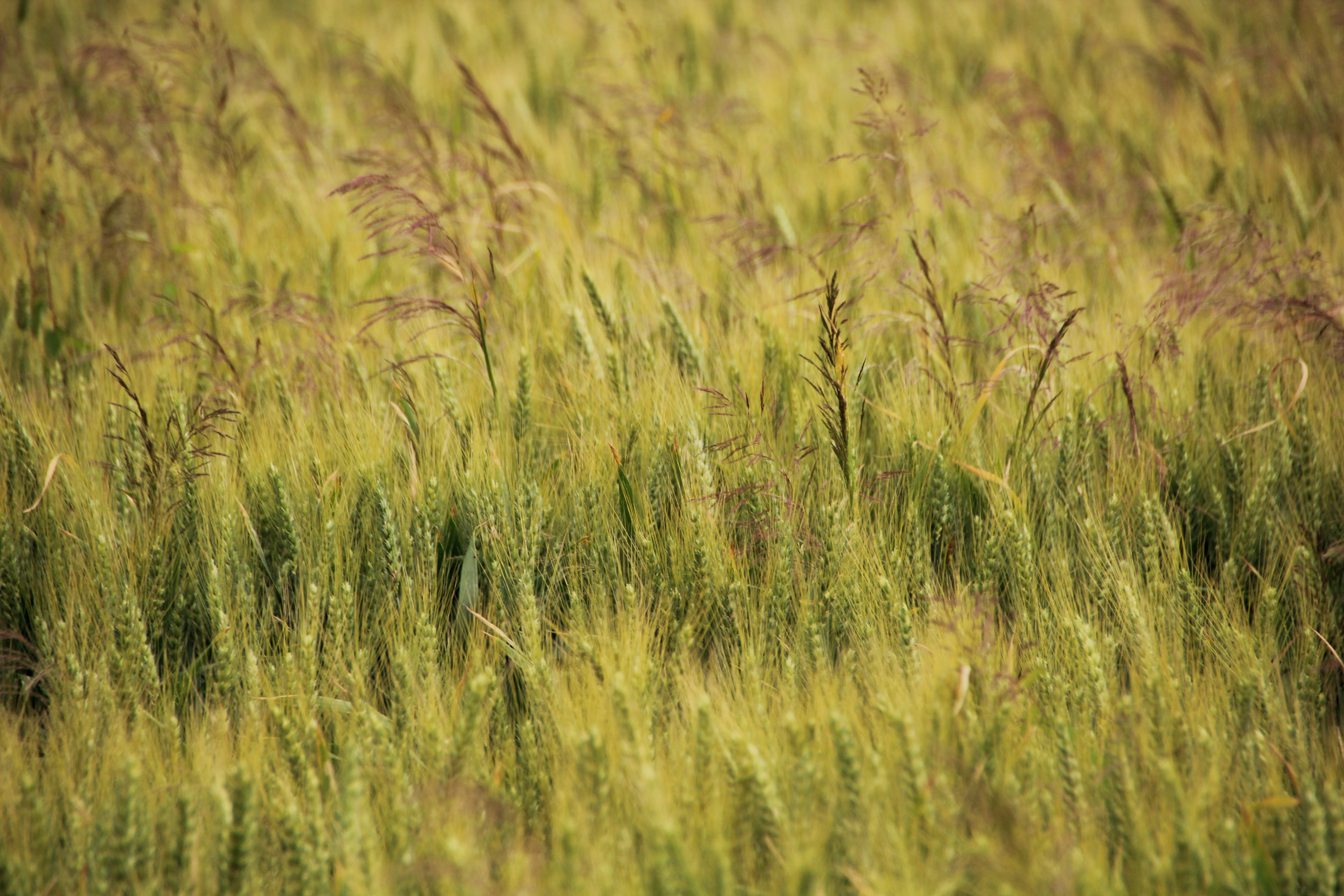 Wallpapers Nature Fields 