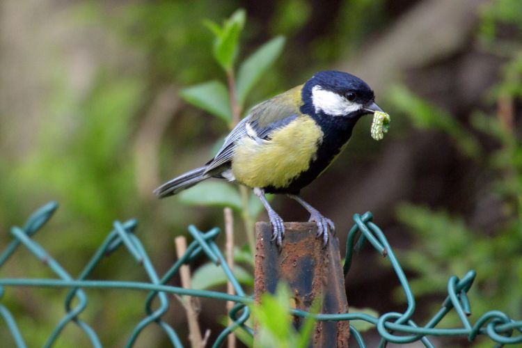 Fonds d'cran Animaux Oiseaux - Divers Un pinson je crois ...