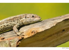 Fonds d'cran Animaux Lézard vivipare