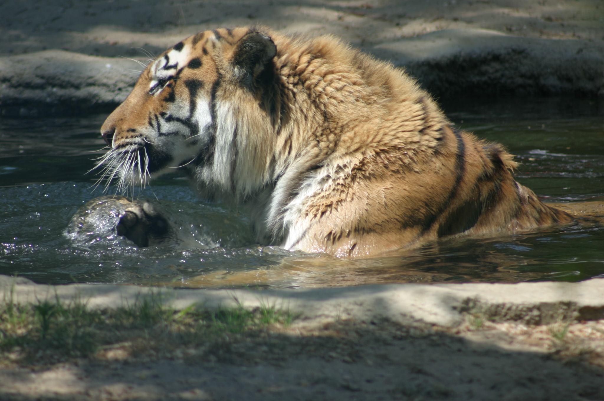 Fonds d'cran Animaux Flins - Tigres 