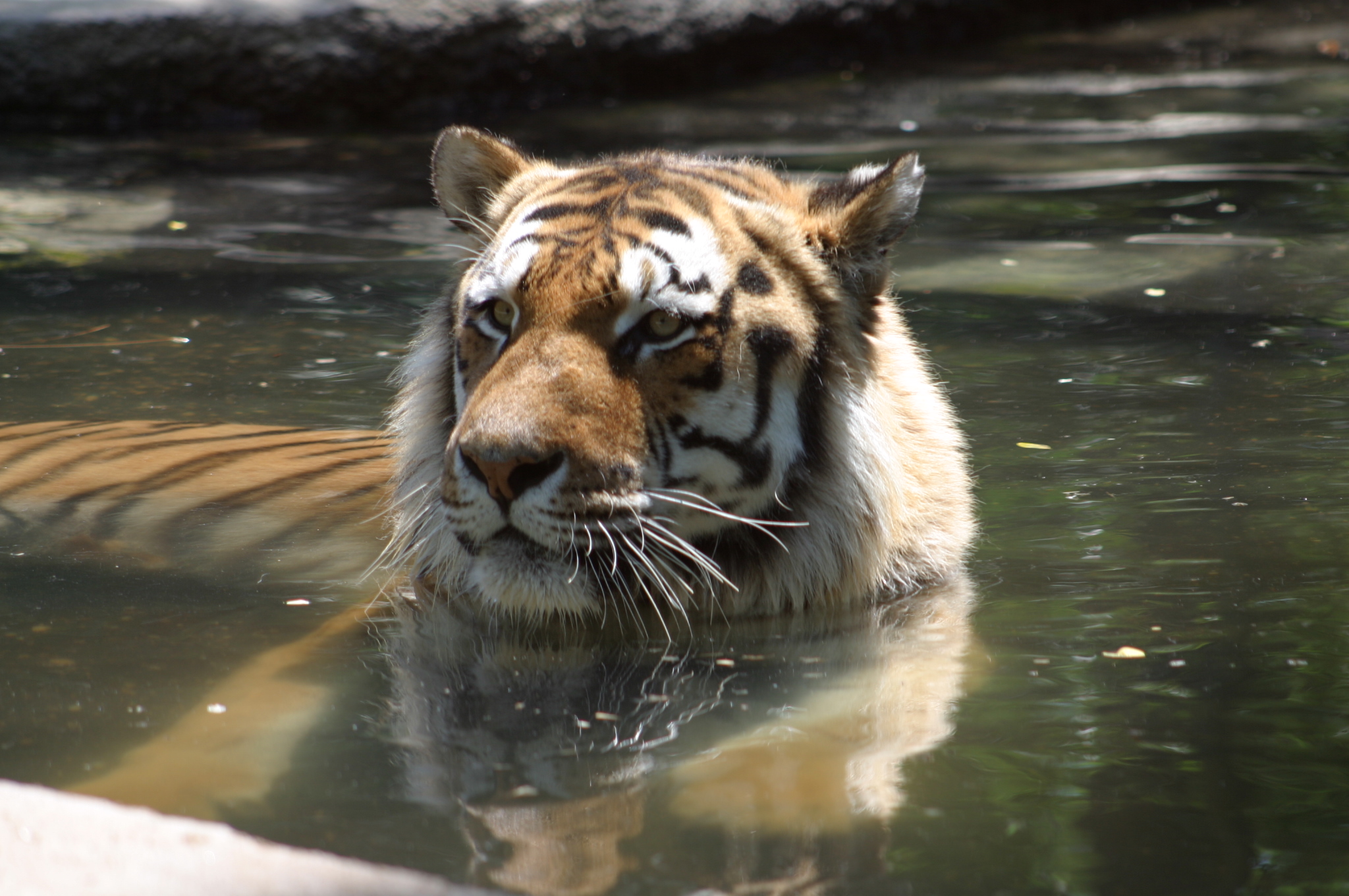 Fonds d'cran Animaux Flins - Tigres 