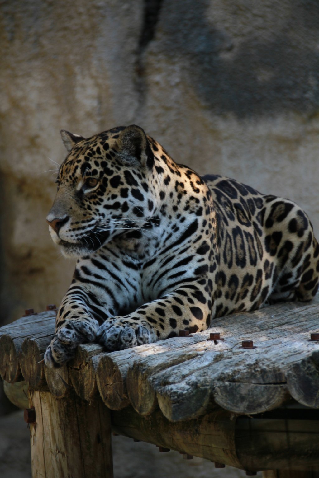 Fonds d'cran Animaux Flins - Lopards 