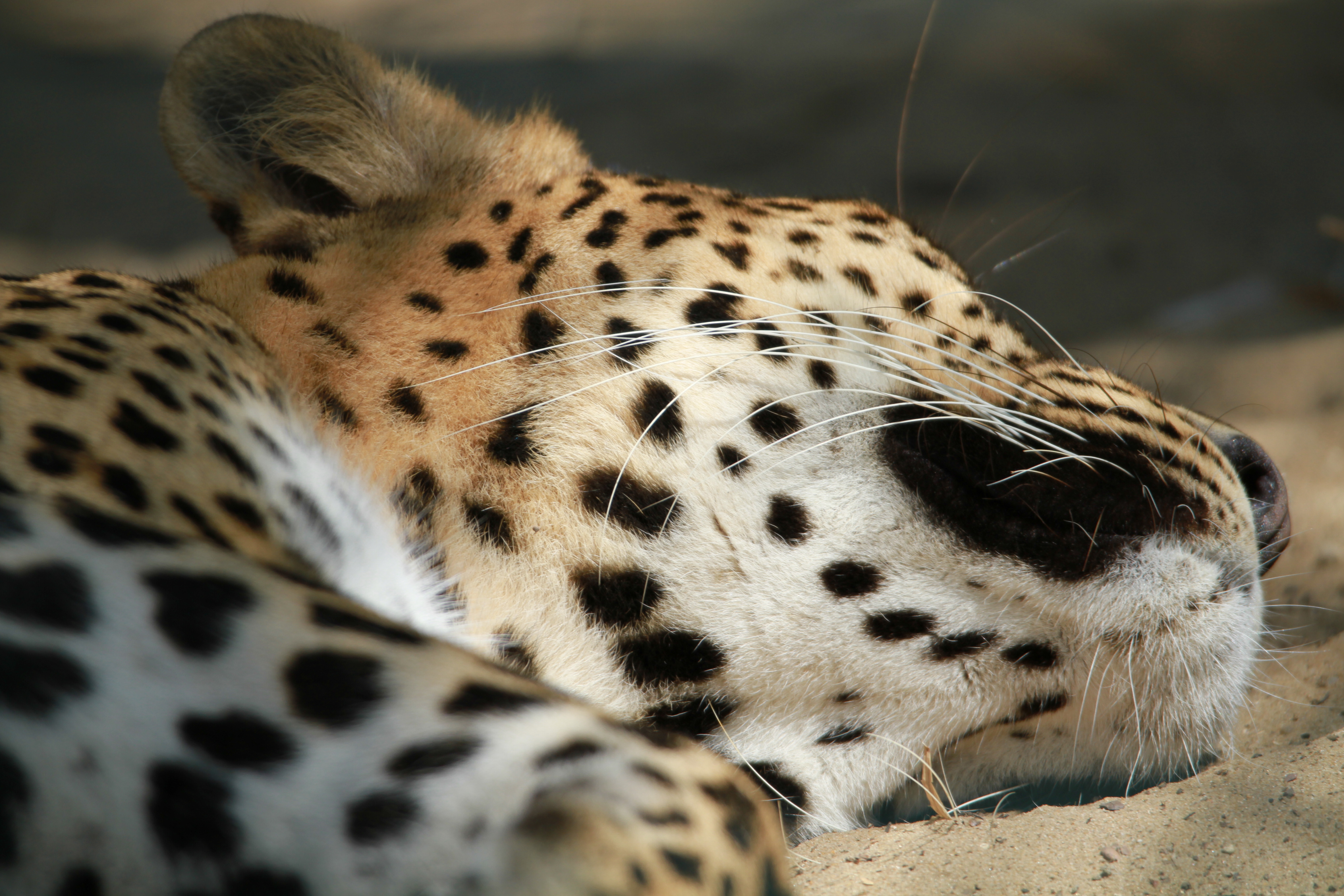 Fonds d'cran Animaux Flins - Lopards 