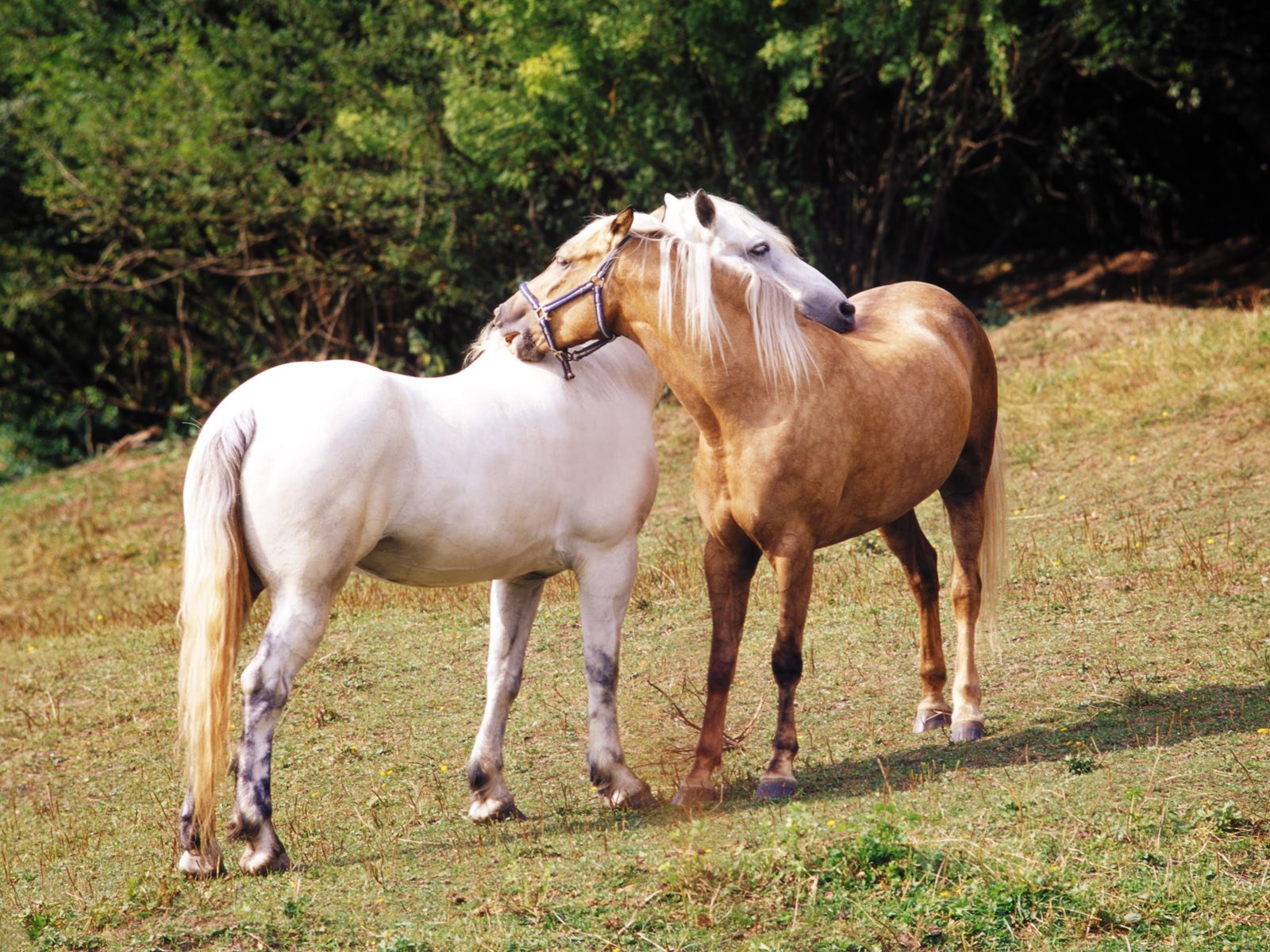 Fonds d'cran Animaux Chevaux 