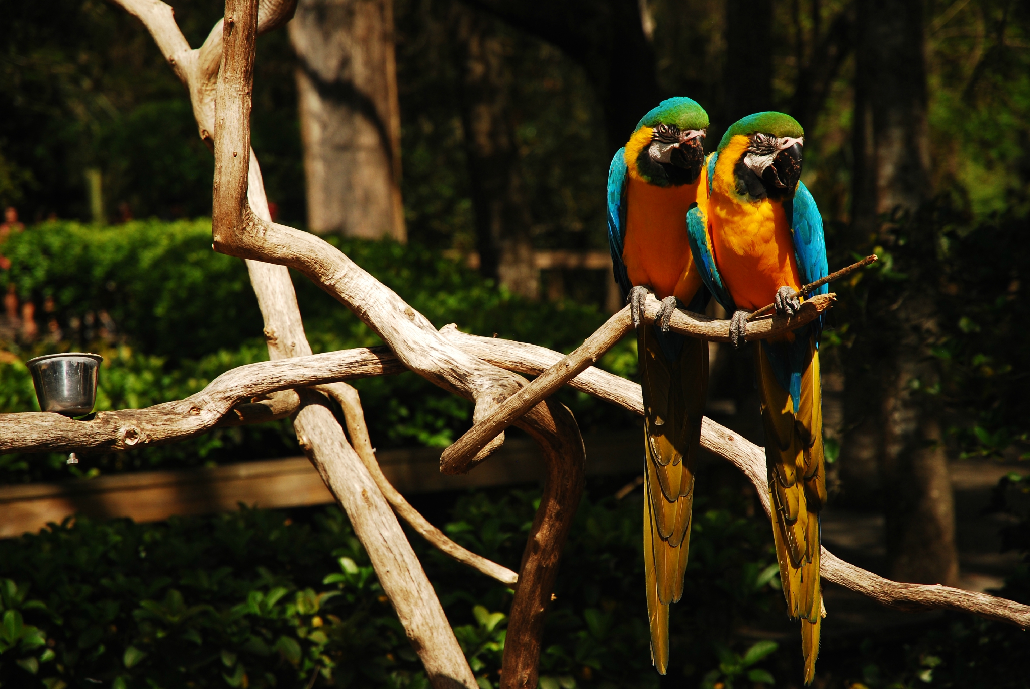 Wallpapers Animals Birds - Parrots 