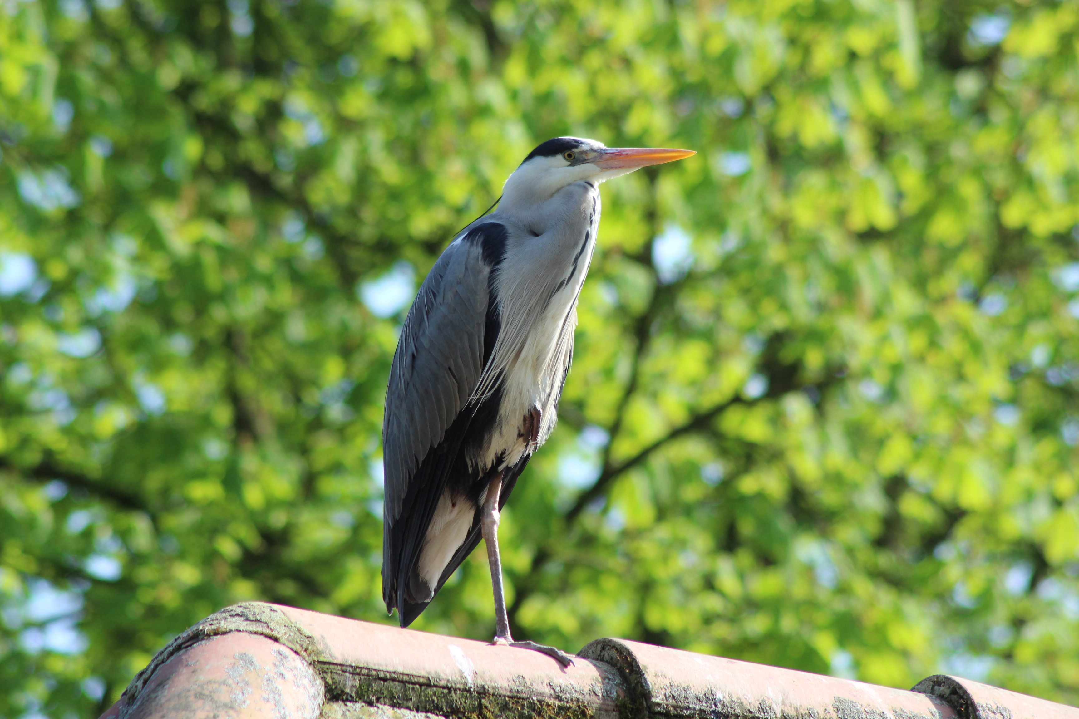 Fonds d'cran Animaux Oiseaux - Hrons 