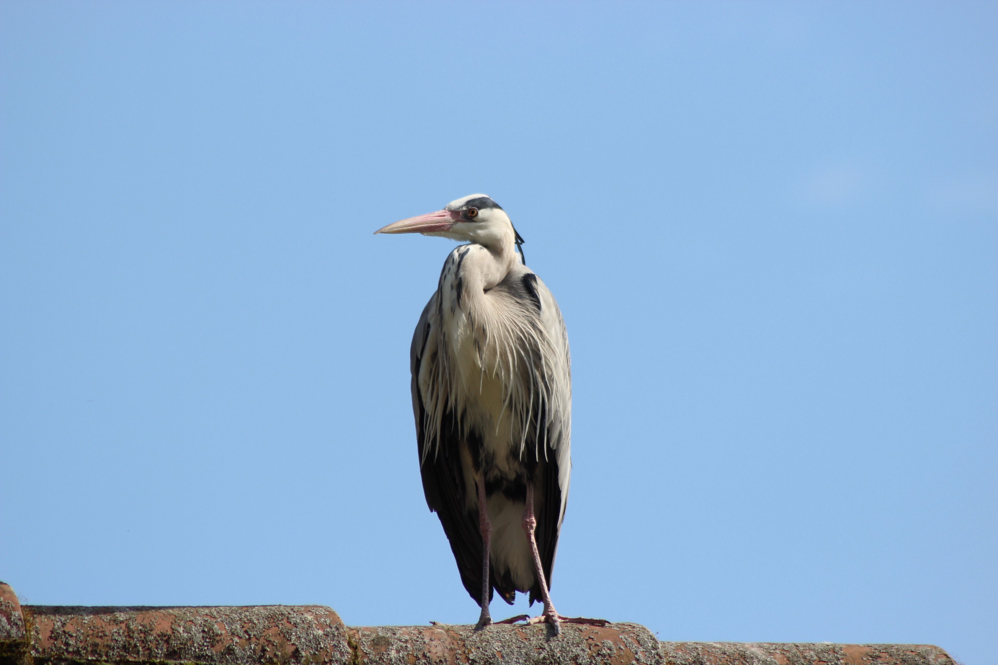 Wallpapers Animals Birds - Herons 