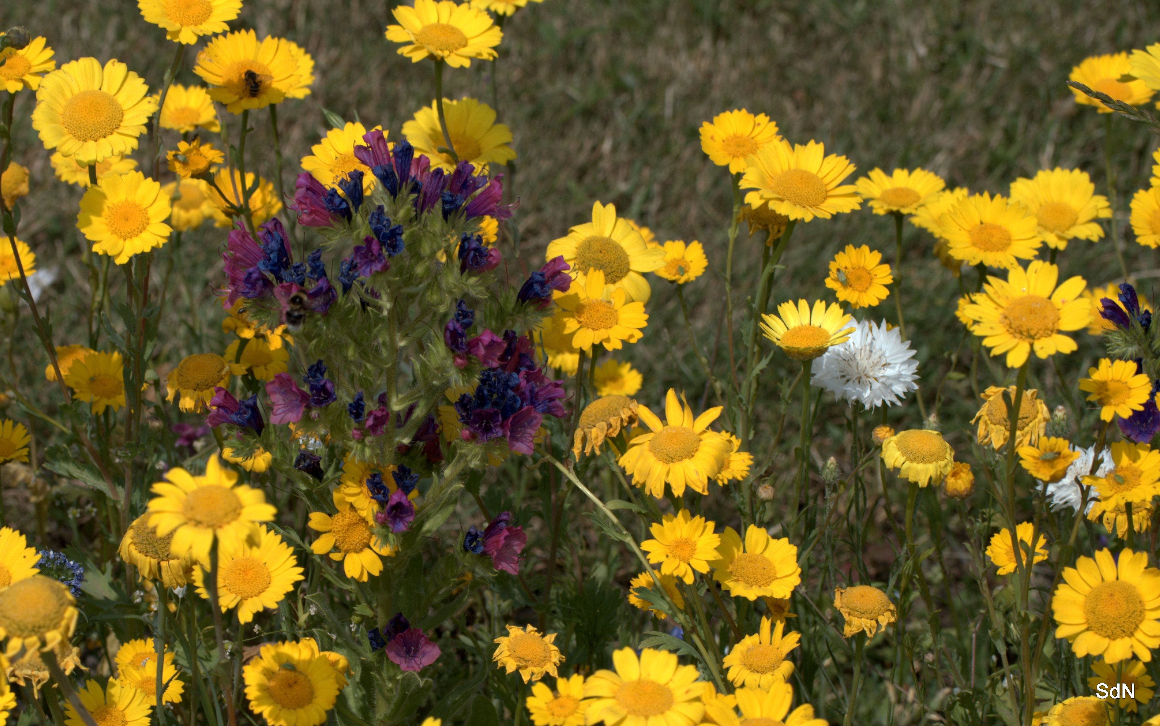 Fonds d'cran Nature Fleurs ENTRE LES DEUX CAPS  (Nord)