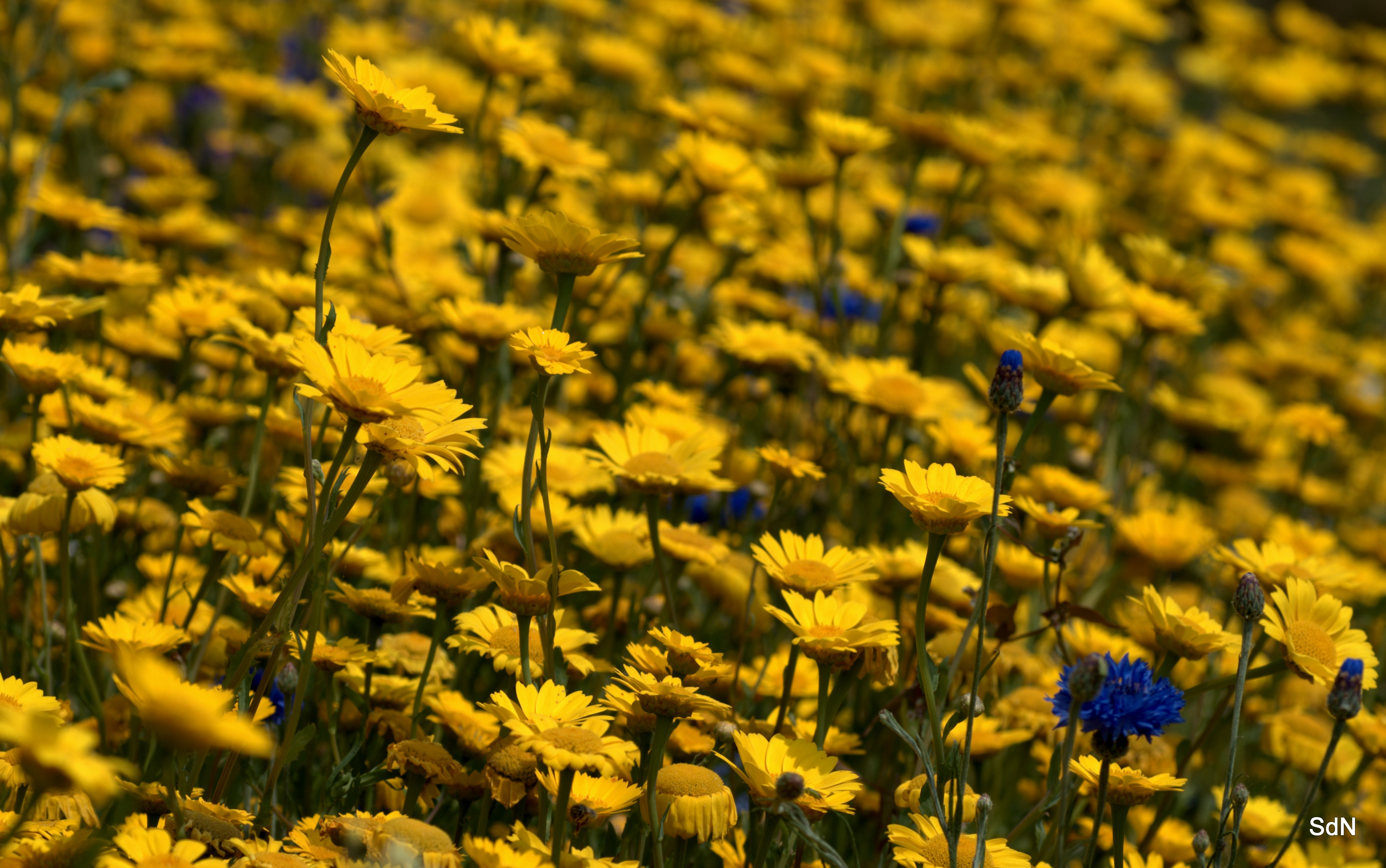 Fonds d'cran Nature Fleurs ENTRE LES DEUX CAPS  (Nord)