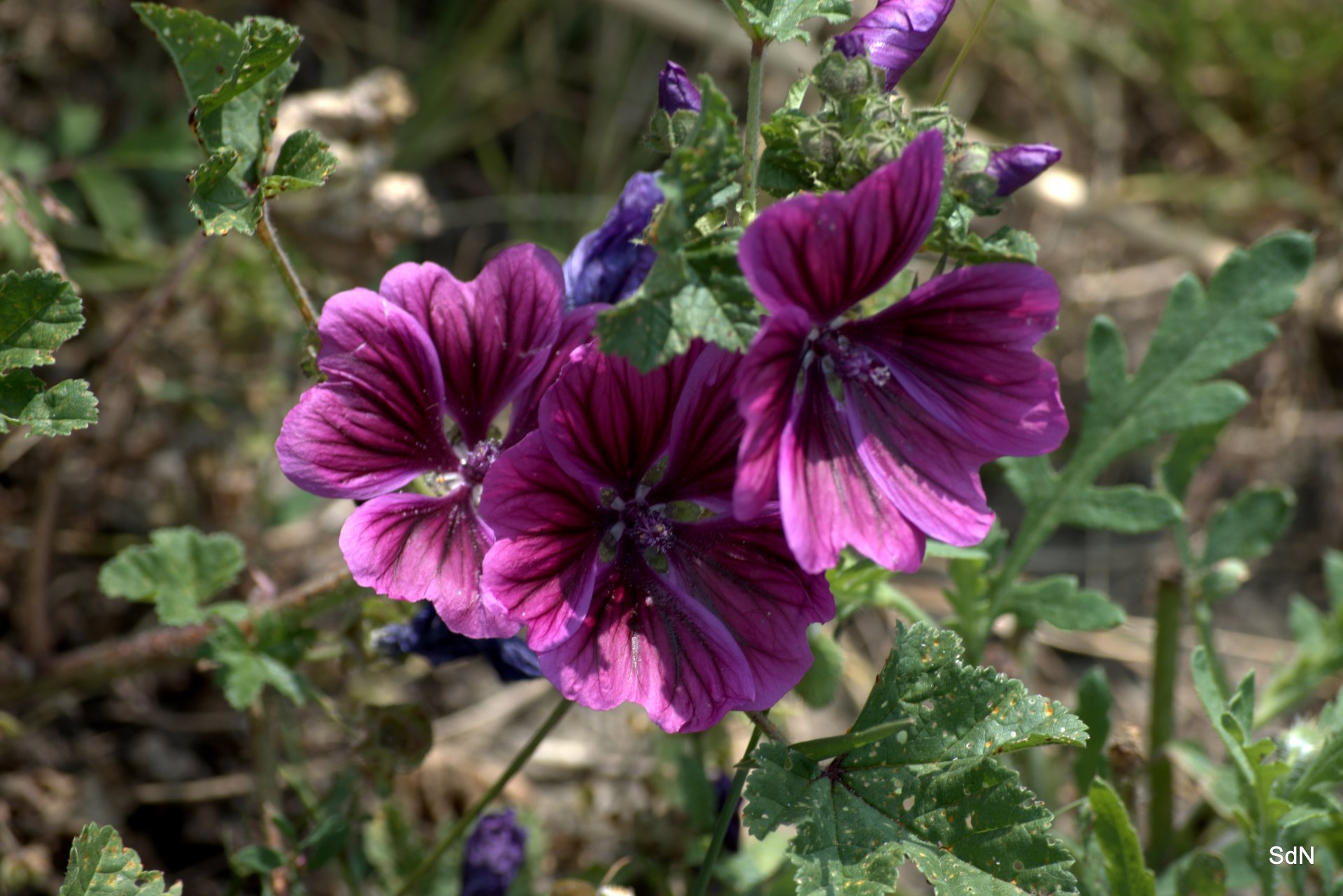 Fonds d'cran Nature Fleurs ENTRE LES DEUX CAPS  (Nord)