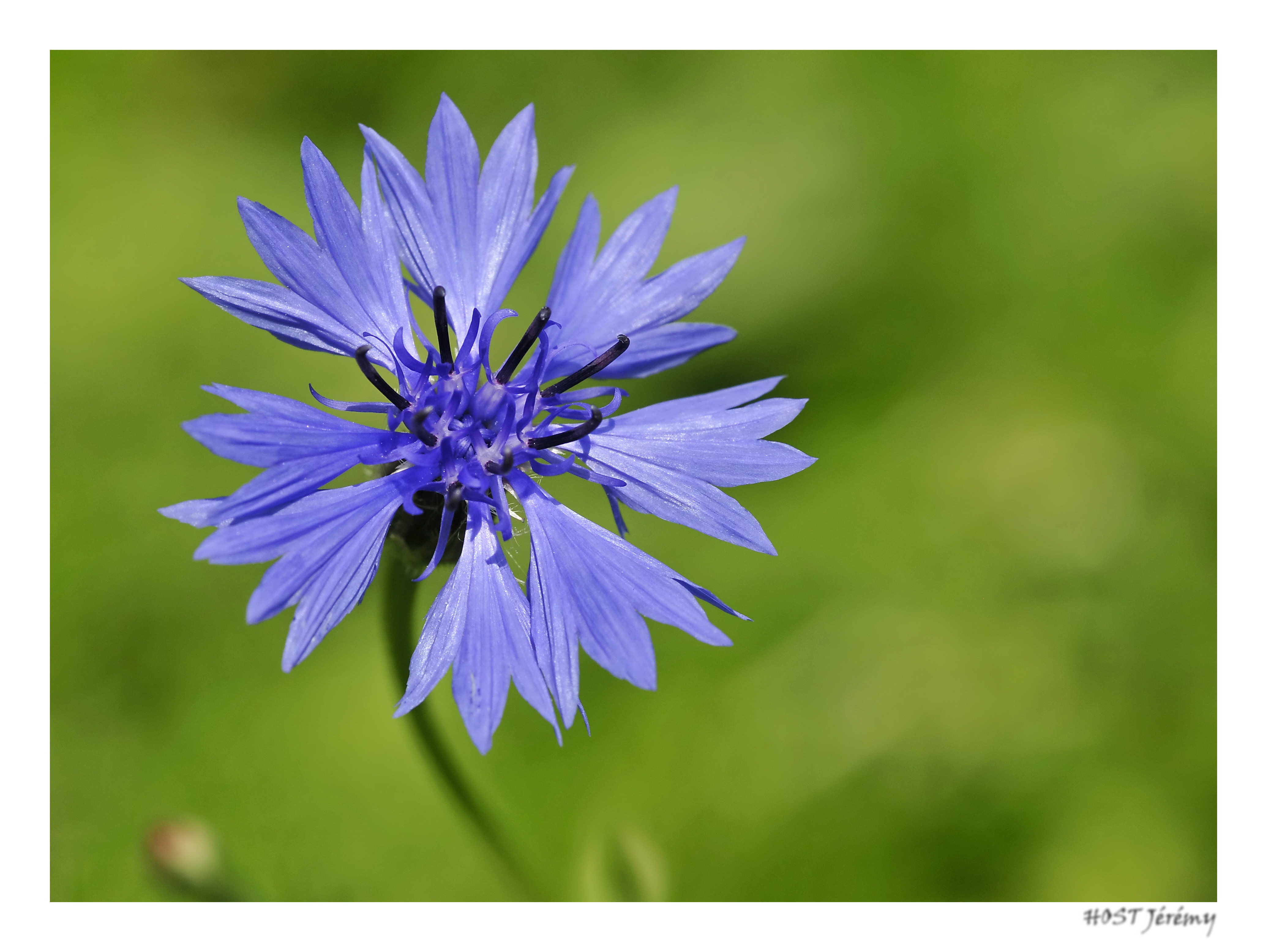 Fonds d'cran Nature Fleurs Bleuet