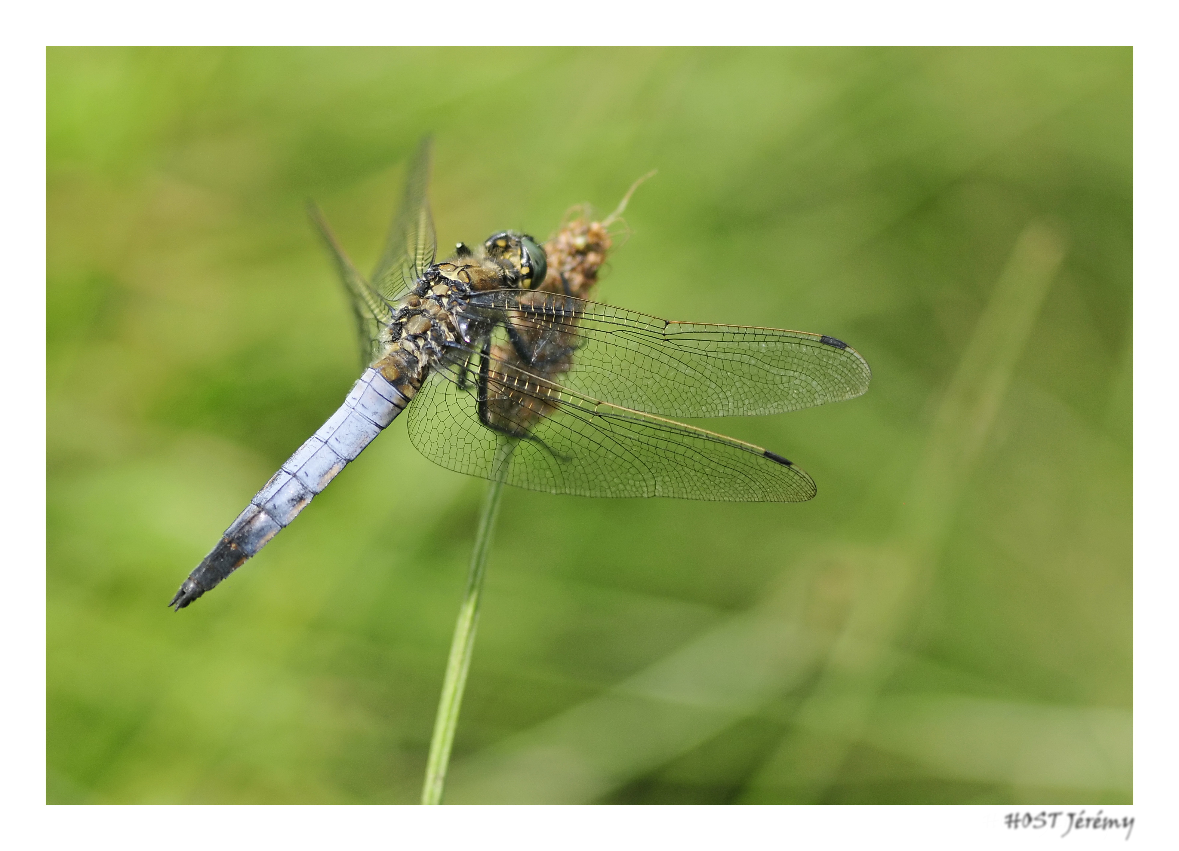 Fonds d'cran Animaux Insectes - Libellules Libellule