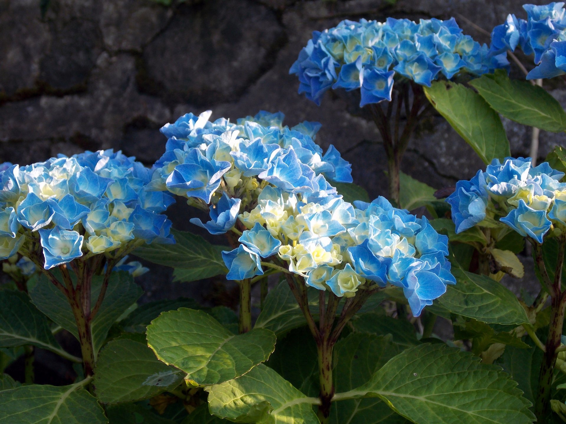 Fonds d'cran Nature Fleurs Fleurs bleus