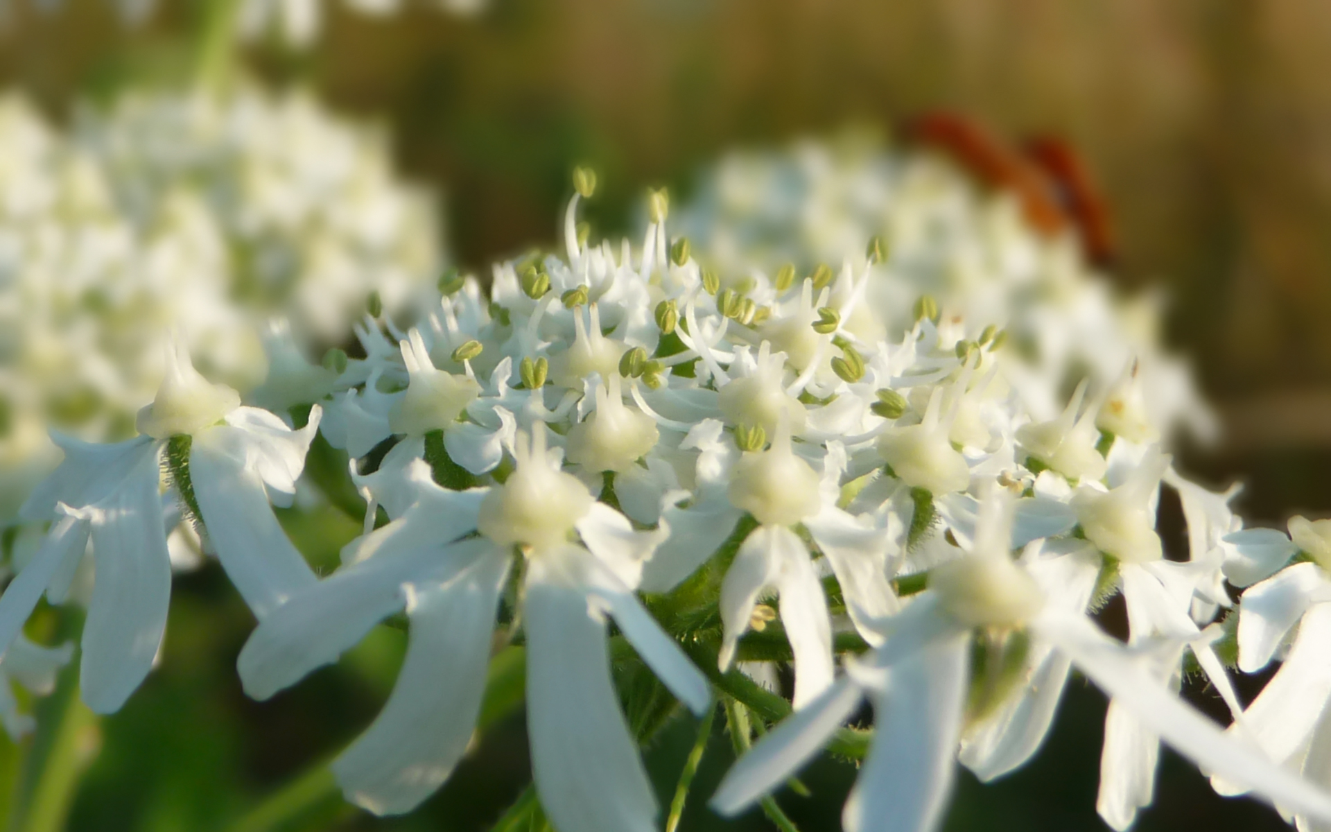 Fonds d'cran Nature Fleurs 