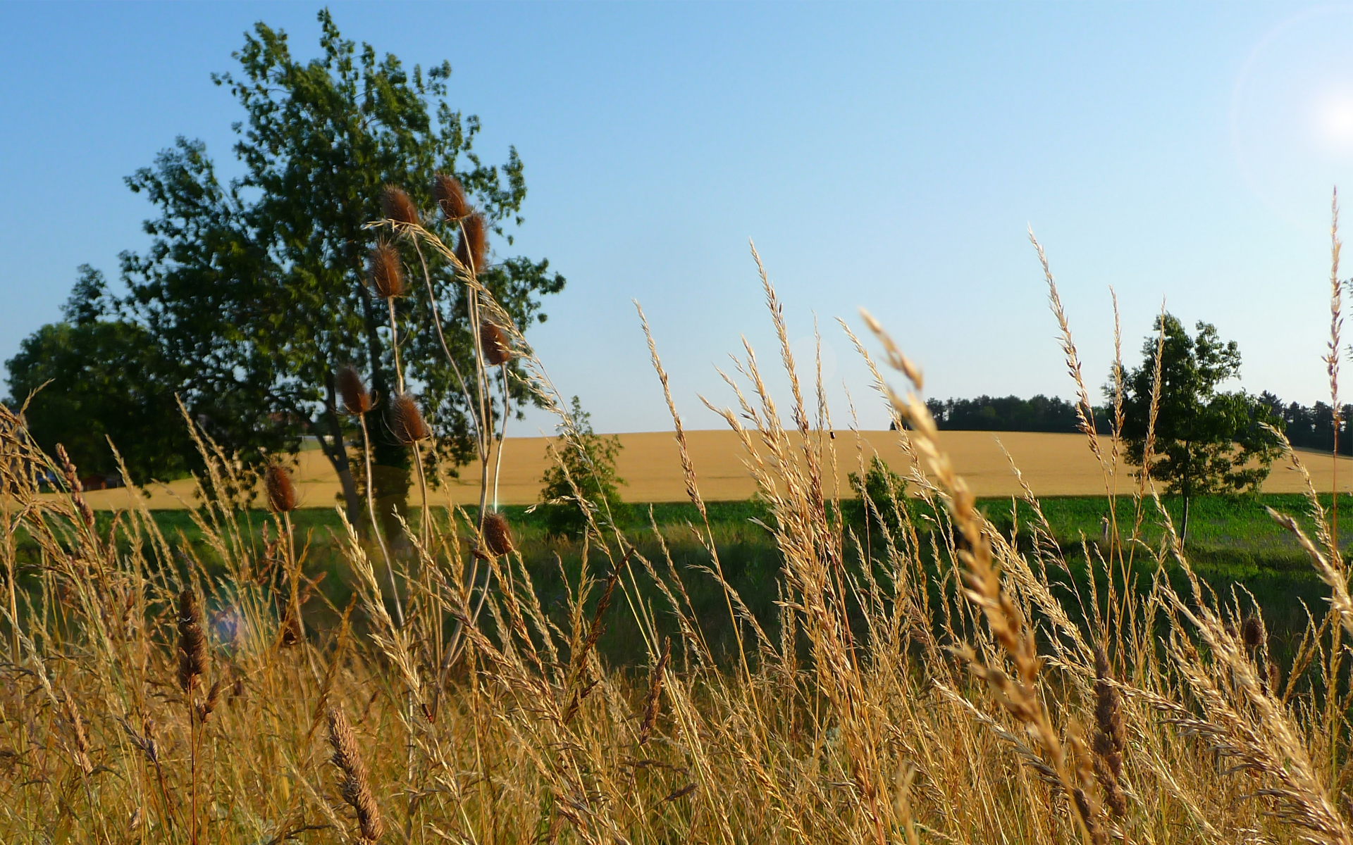 Fonds d'cran Nature Champs - Prairies 