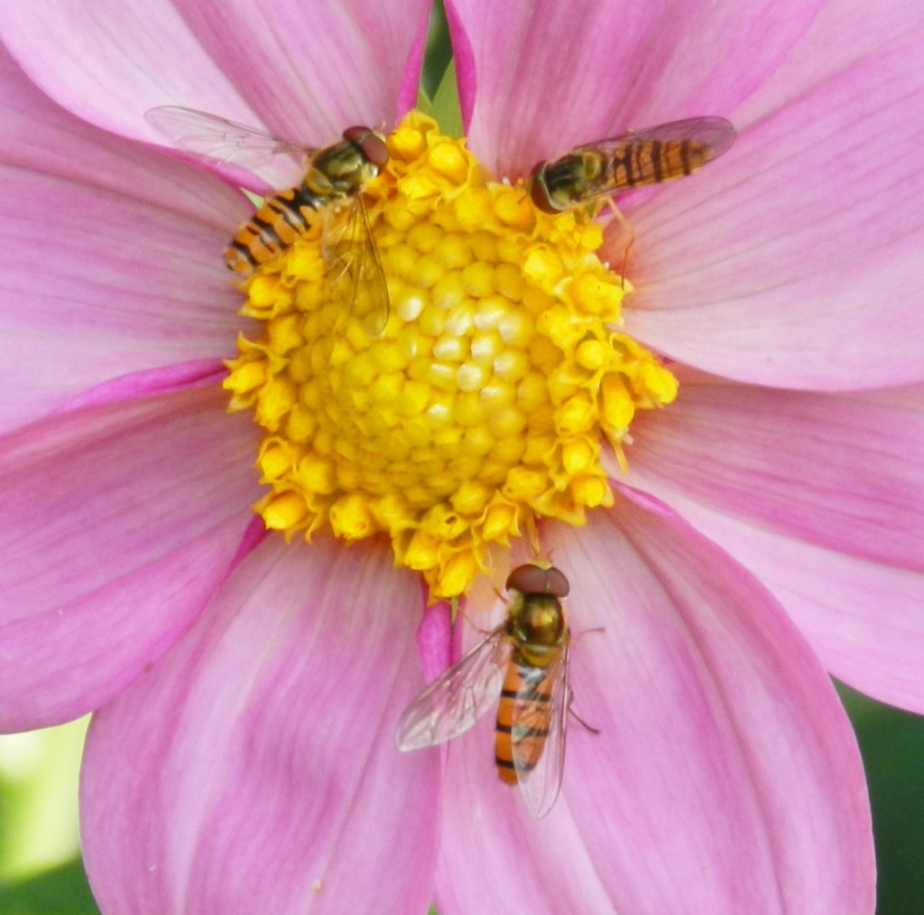 Fonds d'cran Nature Fleurs 