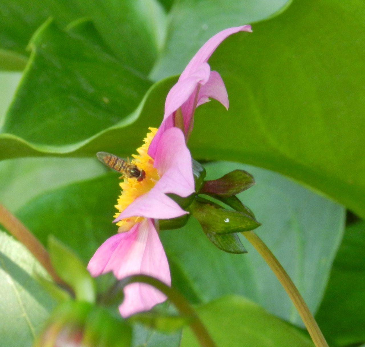 Fonds d'cran Nature Fleurs 