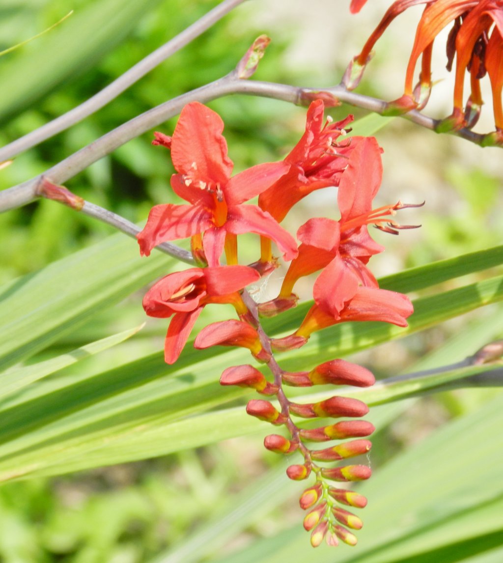 Fonds d'cran Nature Fleurs 