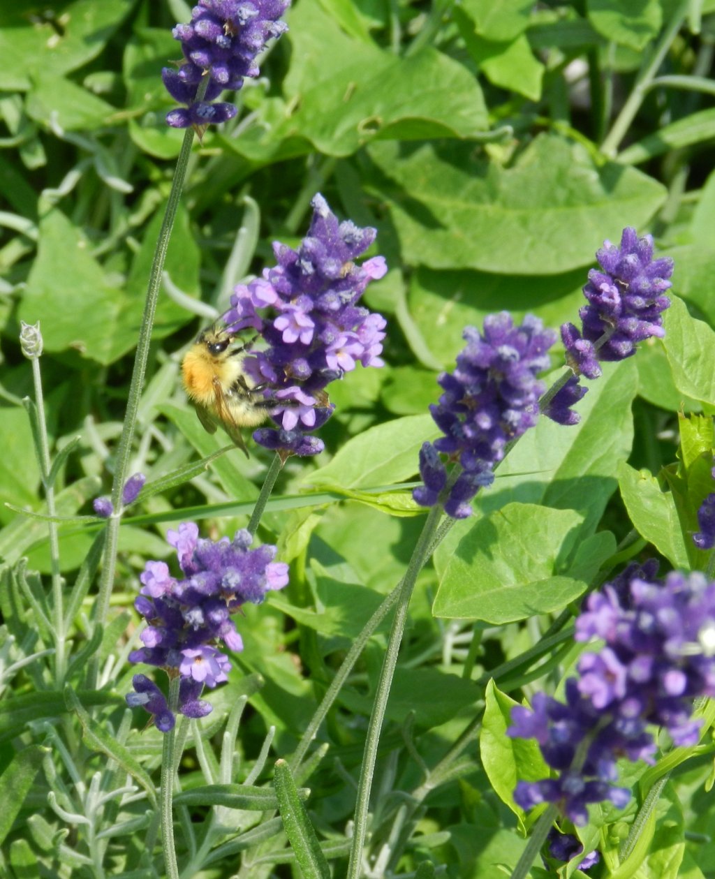 Fonds d'cran Nature Fleurs 