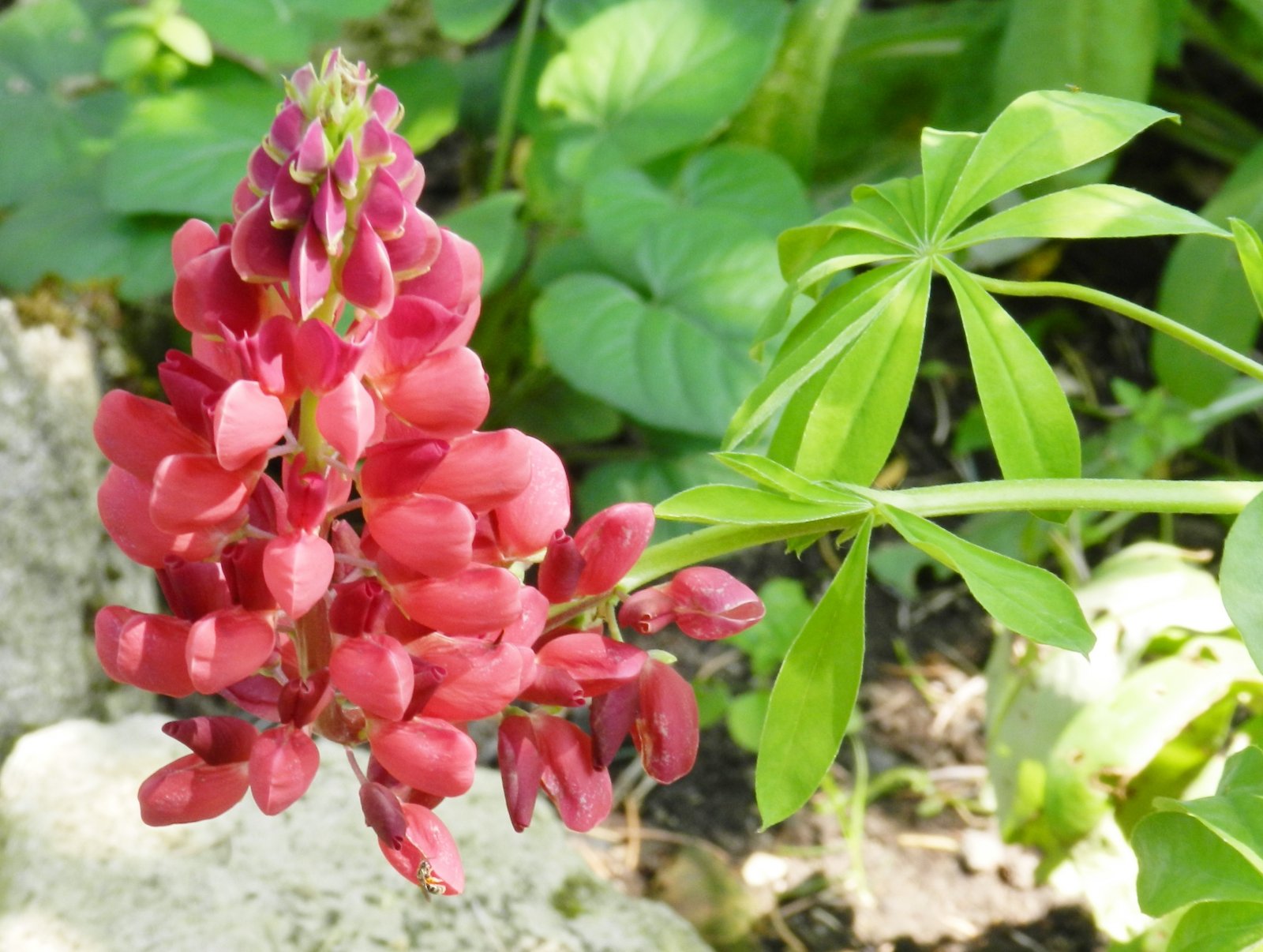 Fonds d'cran Nature Fleurs 