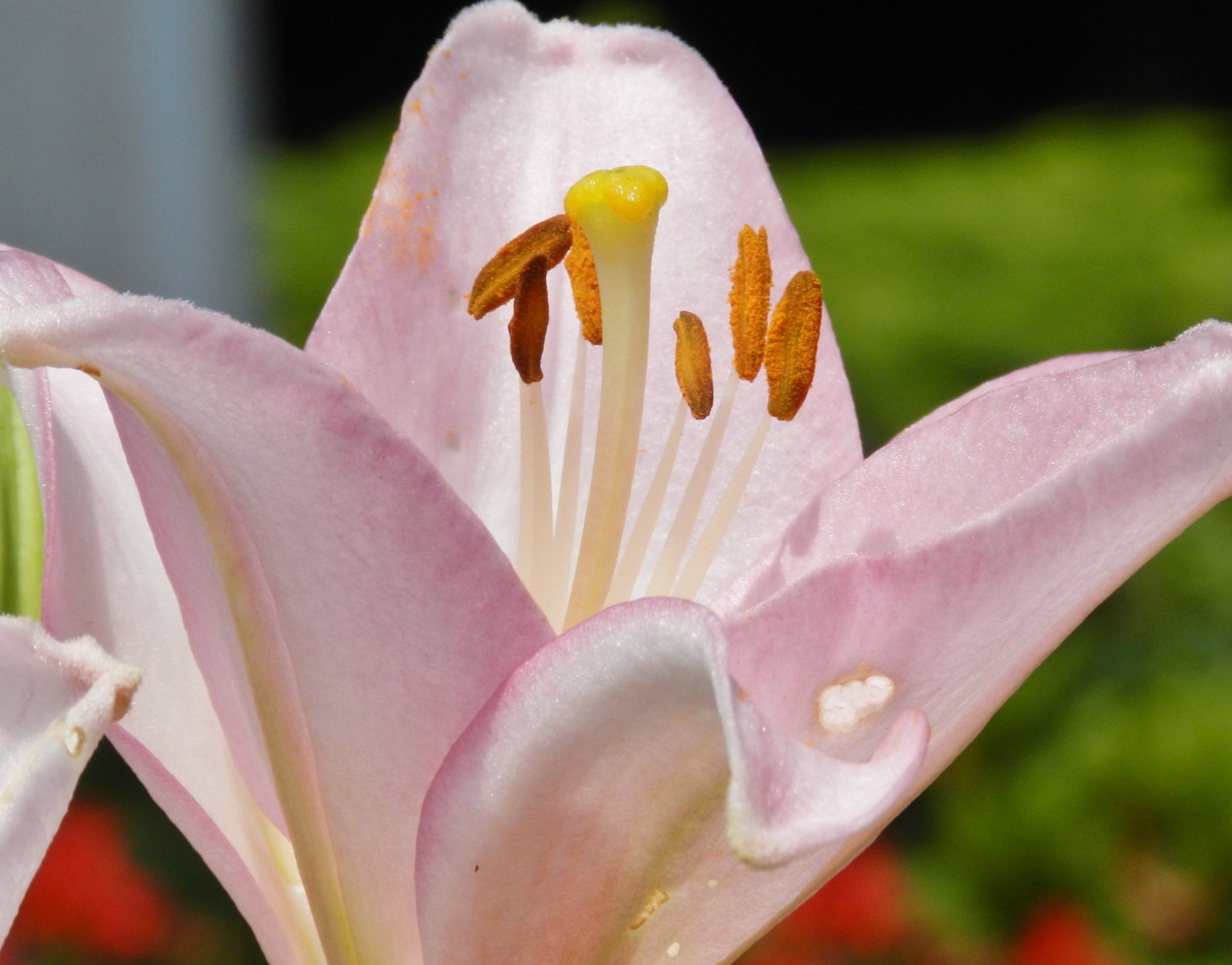 Fonds d'cran Nature Fleurs 