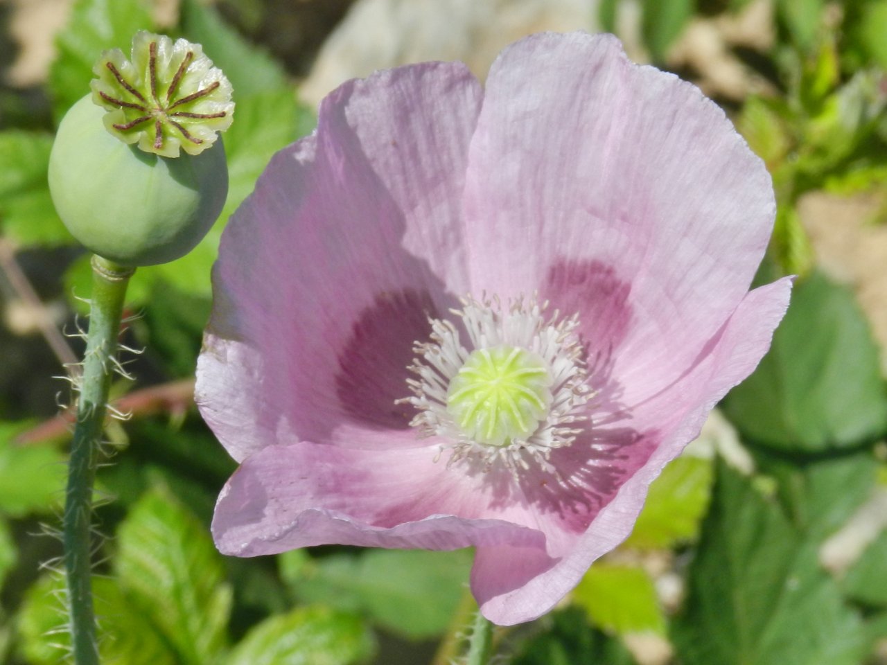 Fonds d'cran Nature Fleurs 