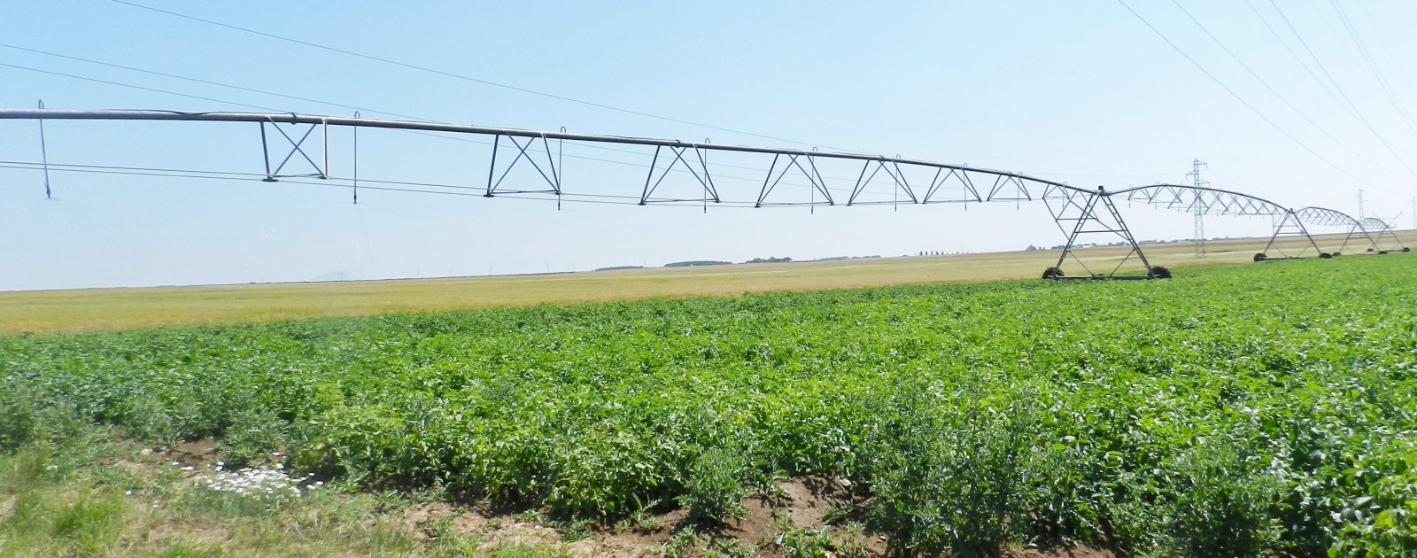 Fonds d'cran Nature Champs - Prairies 