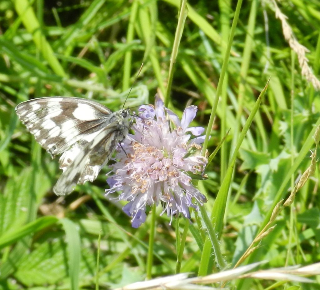 Fonds d'cran Animaux Insectes - Papillons 