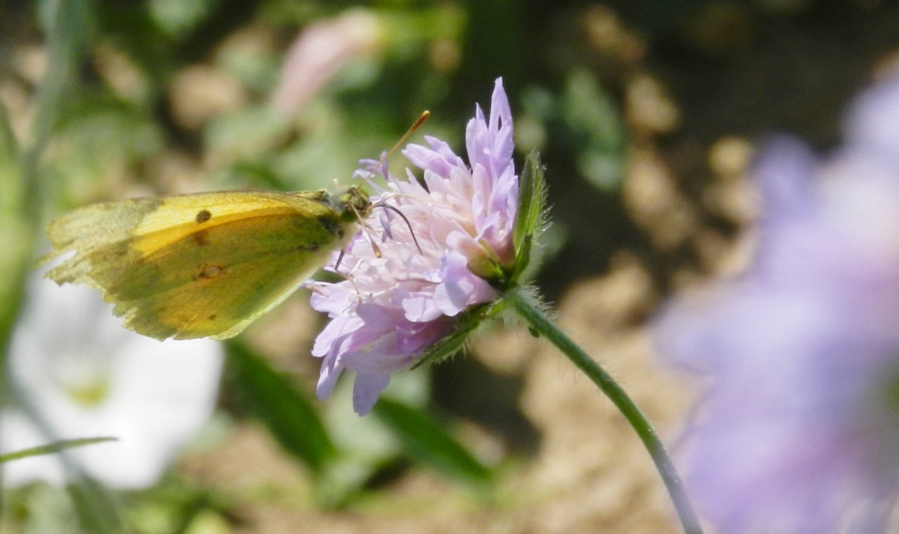 Fonds d'cran Animaux Insectes - Papillons 