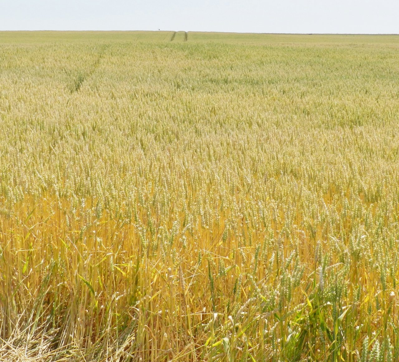 Fonds d'cran Nature Champs - Prairies 