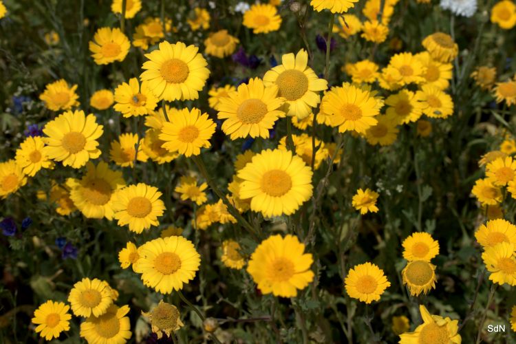 Wallpapers Nature Flowers ENTRE LES DEUX CAPS  (Nord)