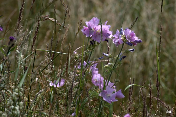 Fonds d'cran Nature Fleurs ENTRE LES DEUX CAPS  (Nord)