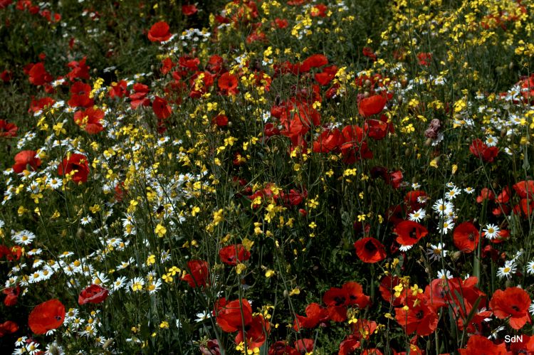 Wallpapers Nature Flowers ENTRE LES DEUX CAPS (nord) LE COQUELICOT ET L INFINI