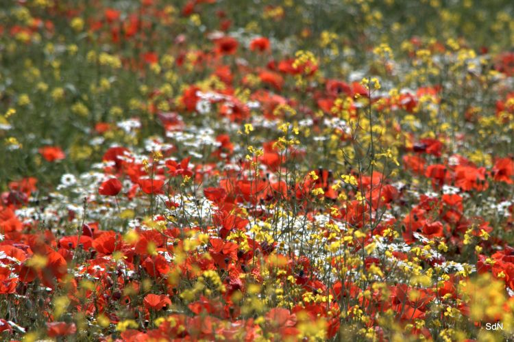 Fonds d'cran Nature Fleurs ENTRE LES DEUX CAPS (nord) LE COQUELICOT ET L INFINI