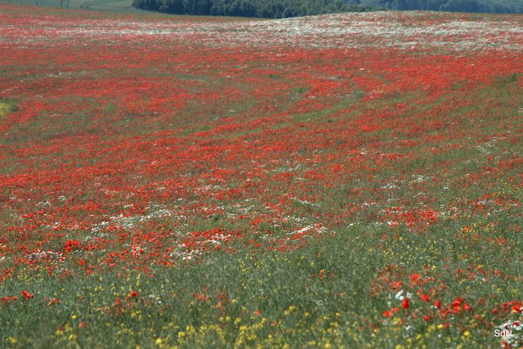 Fonds d'cran Nature Fleurs ENTRE LES DEUX CAPS (nord) LE COQUELICOT ET L INFINI