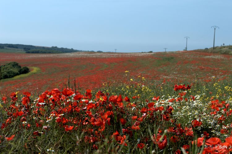 Wallpapers Nature Flowers ENTRE LES DEUX CAPS (nord) LE COQUELICOT ET L INFINI