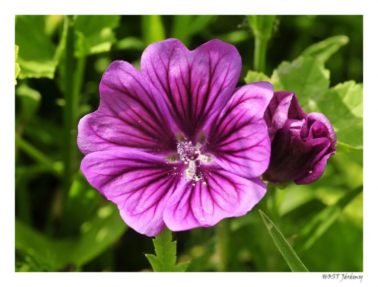 Fonds d'cran Nature Fleurs Trouver mon nom ?