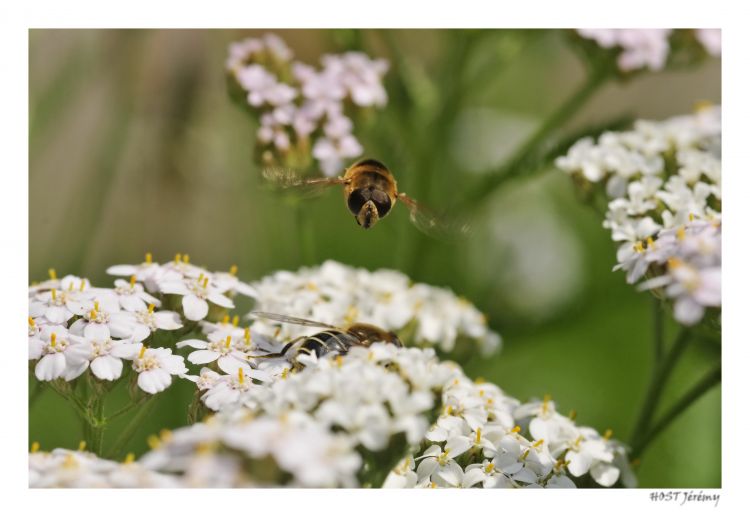 Wallpapers Animals Insectes - Hoverflies Syrphe