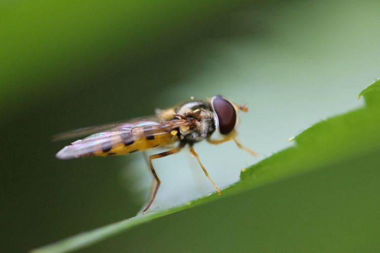 Fonds d'cran Animaux Insectes - Syrphes abeille