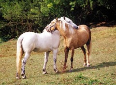  Animaux Image sans titre N350230