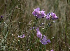  Nature ENTRE LES DEUX CAPS  (Nord)