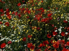  Nature ENTRE LES DEUX CAPS (nord) LE COQUELICOT ET L INFINI