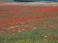  Nature ENTRE LES DEUX CAPS (nord) LE COQUELICOT ET L INFINI