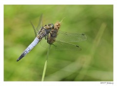  Animaux Libellule