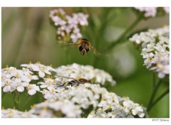 Fonds d'cran Animaux Syrphe