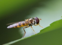  Animaux abeille