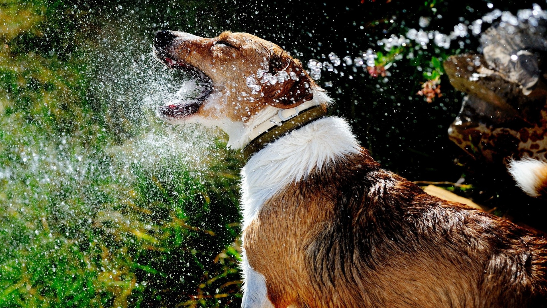 Fonds d'cran Animaux Chiens 