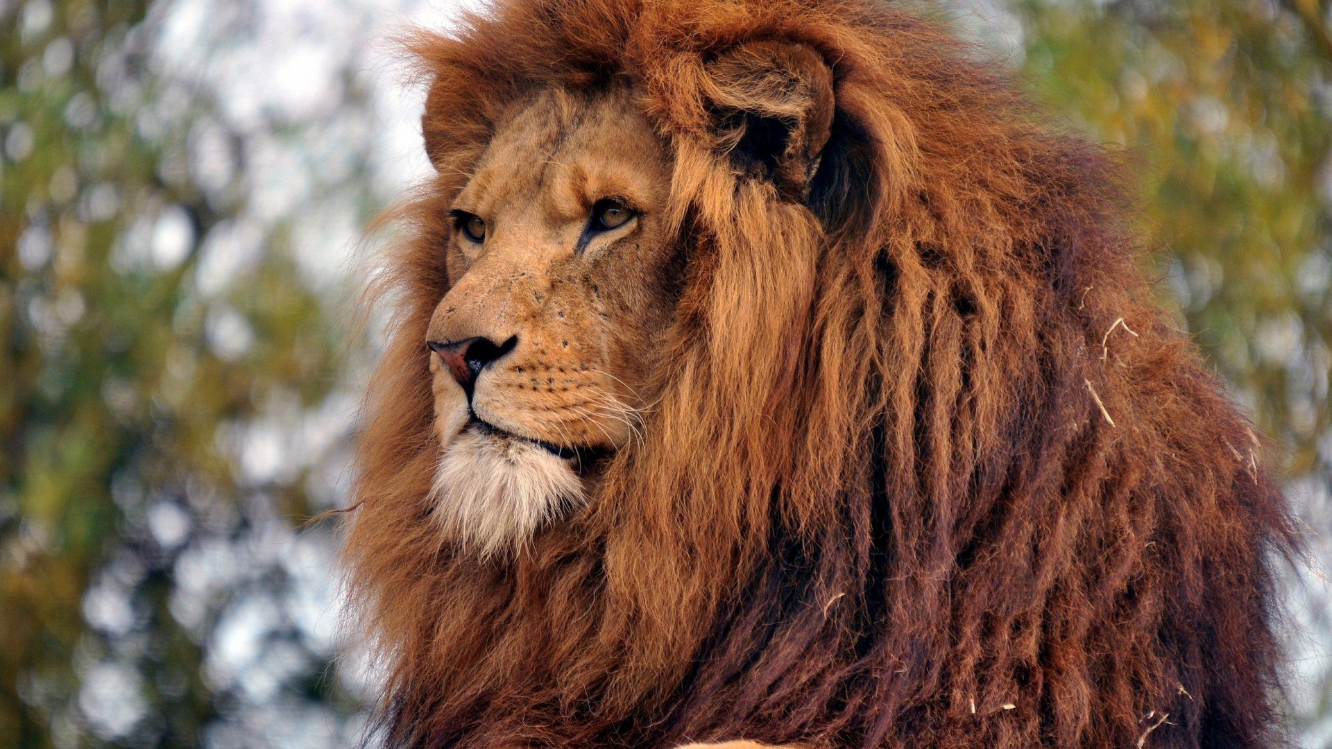 Wallpapers Animals Felines - Lions 