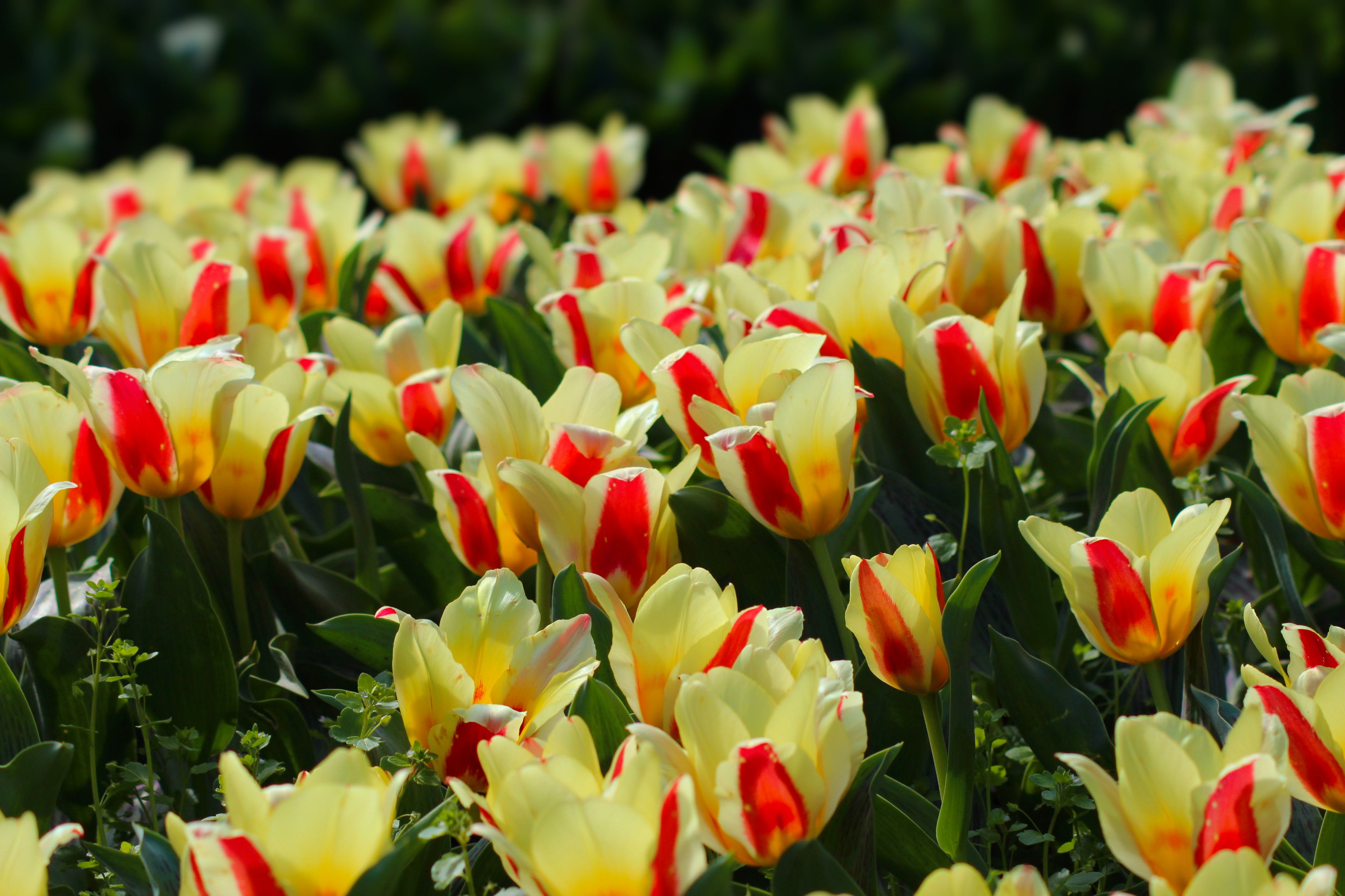 Fonds d'cran Nature Fleurs 